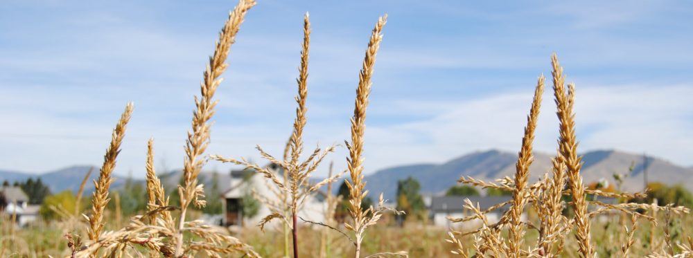 Future Agricultural Resources for Montana